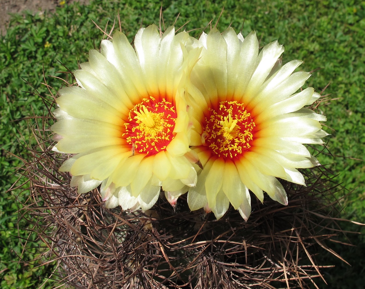 Image - plants cacti astrophytum senile