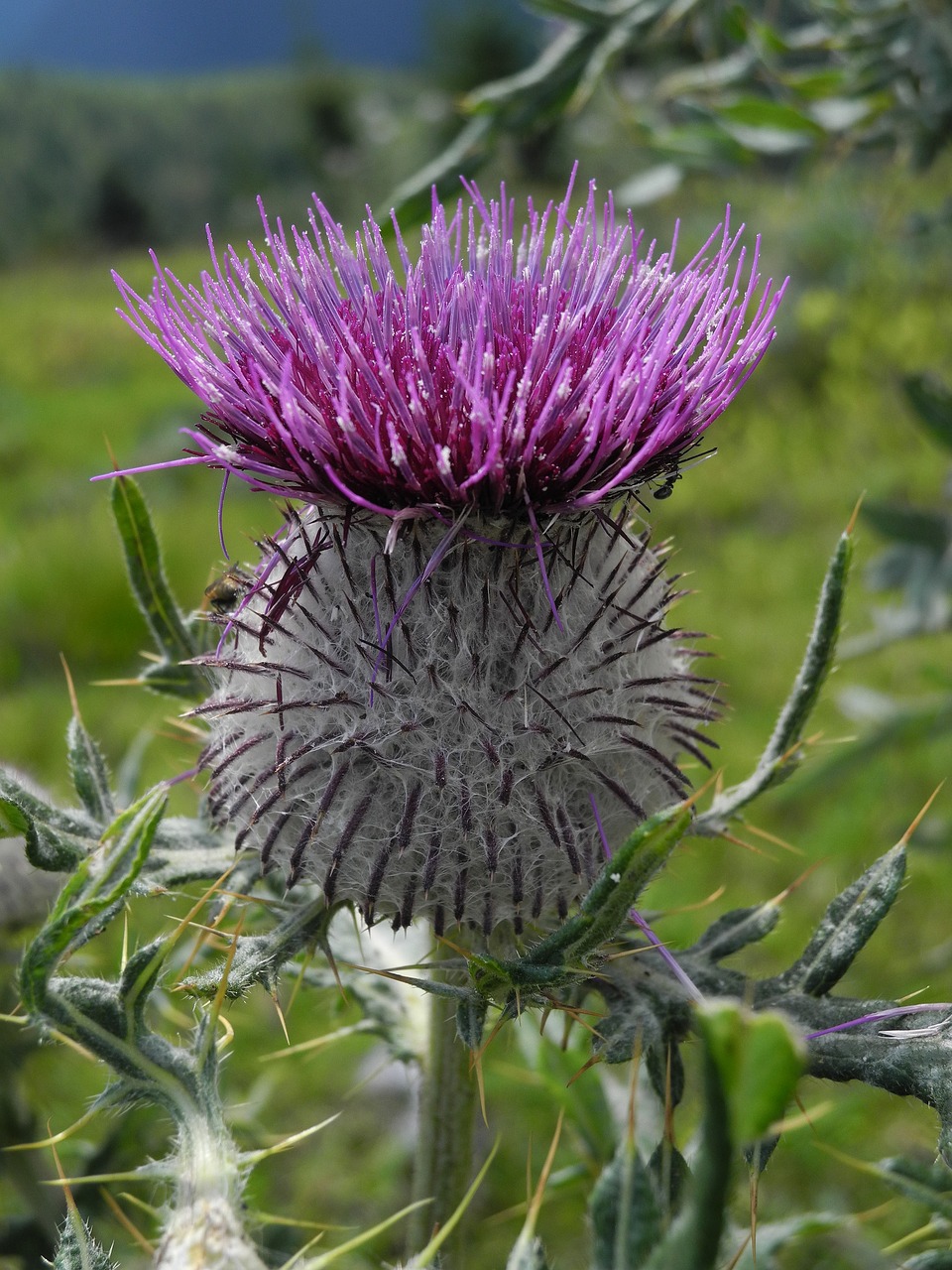 Image - thistle purple nature blossom