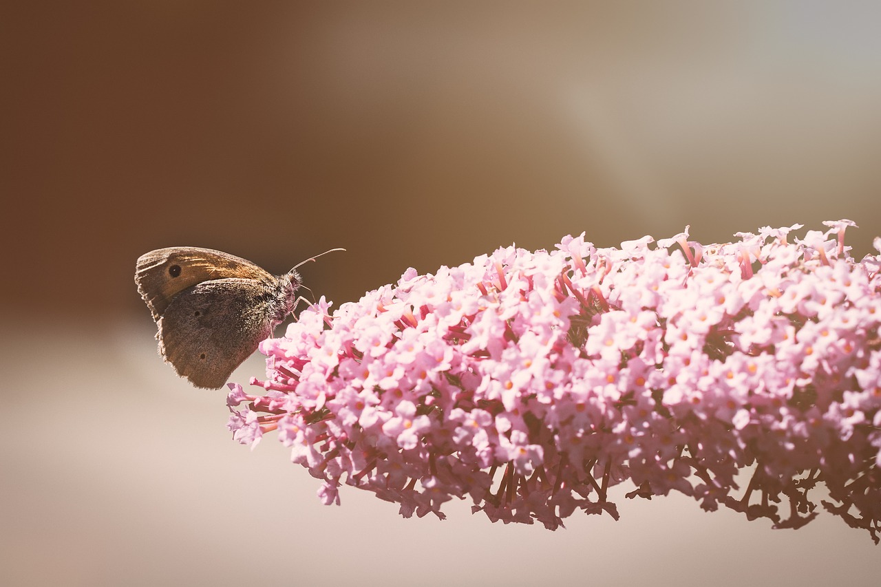 Image - butterfly meadow brown male insect