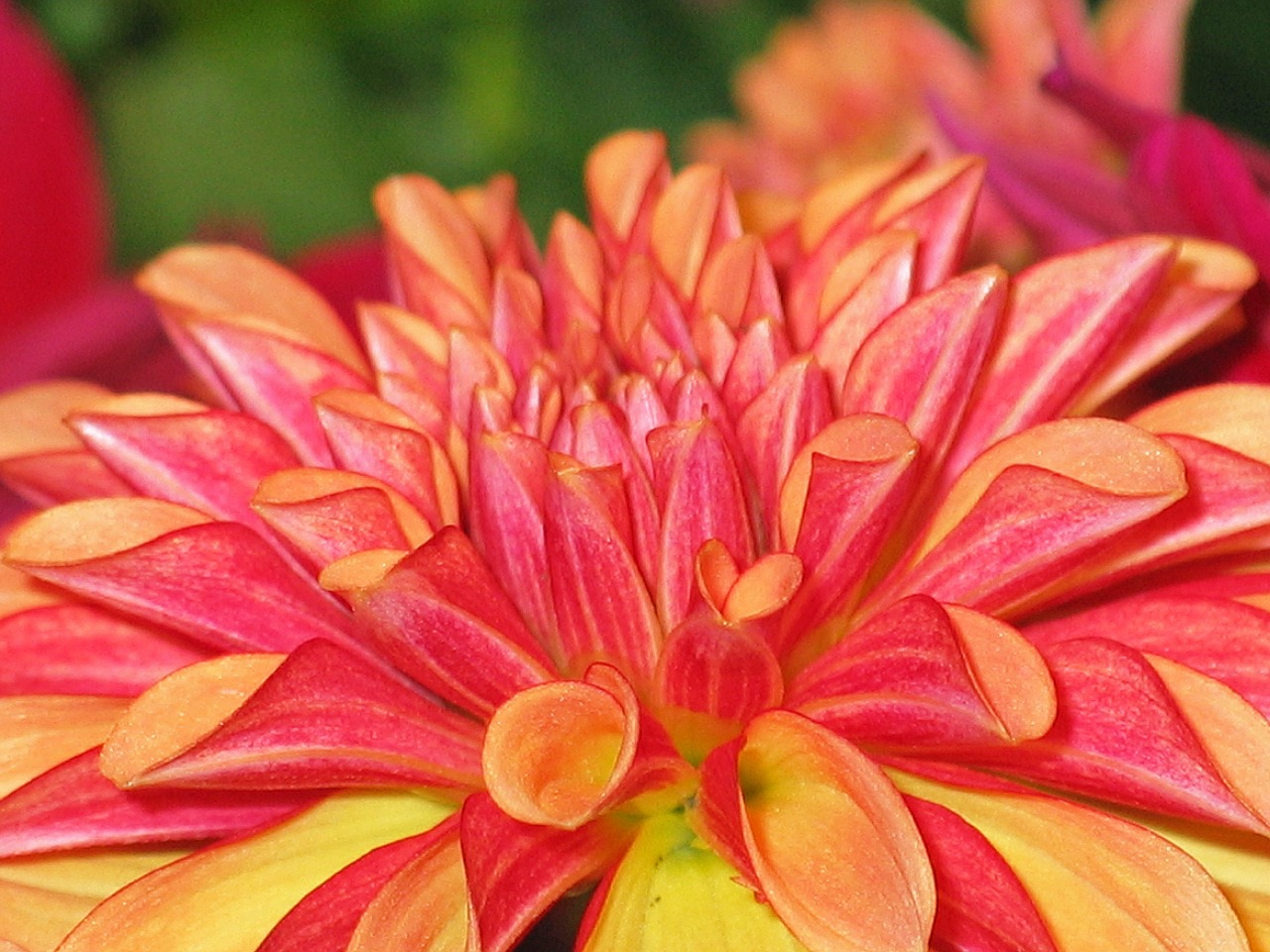 Image - dahlia dahlias garden orange