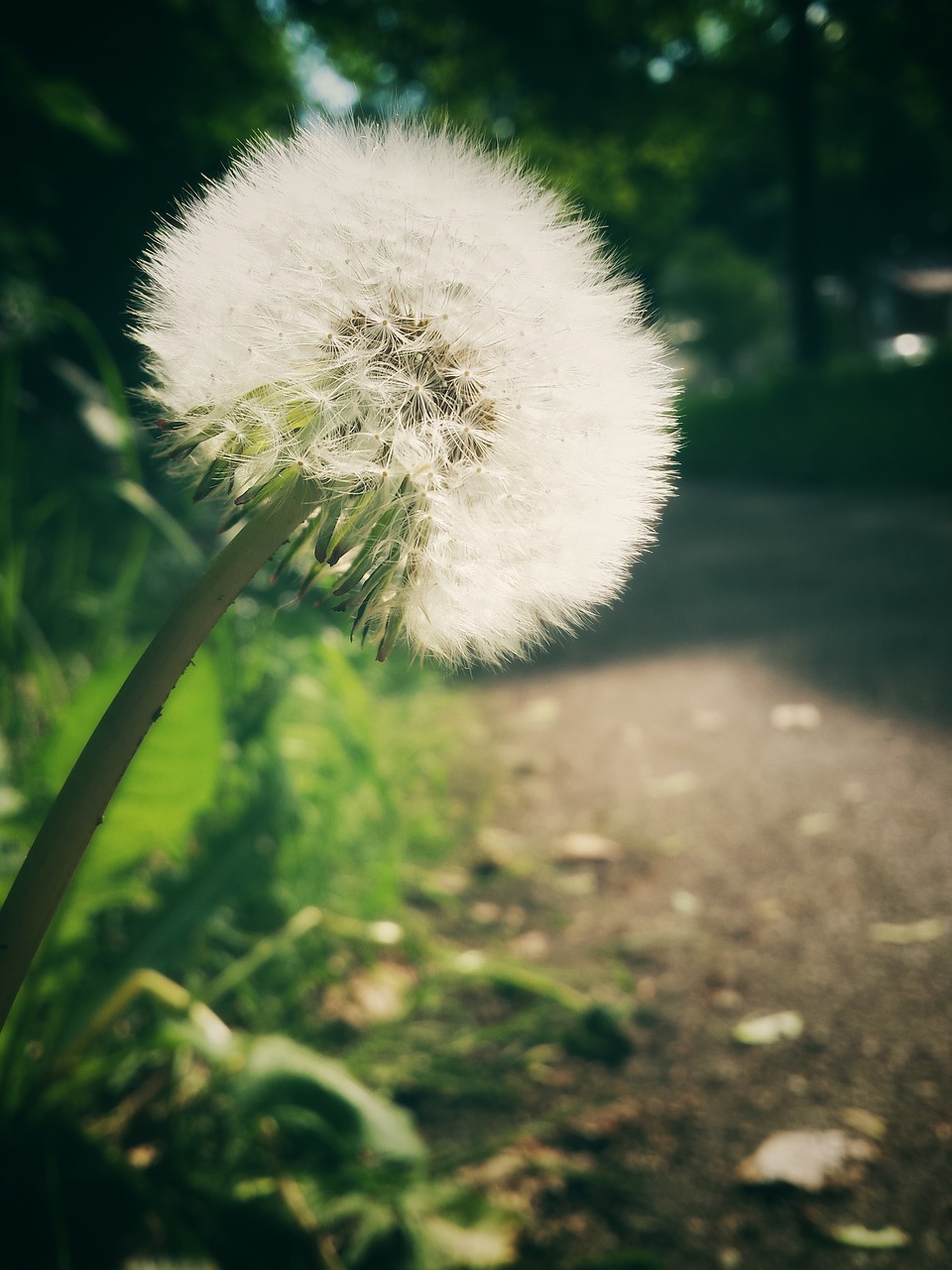 Image - dandelion evening sun away