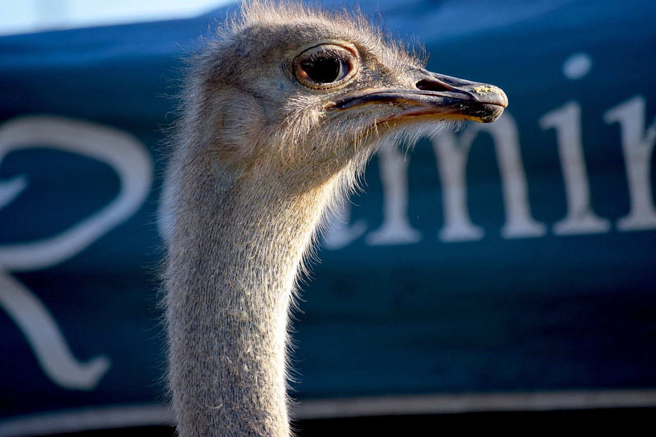 Image - ostrich county fair rural animal