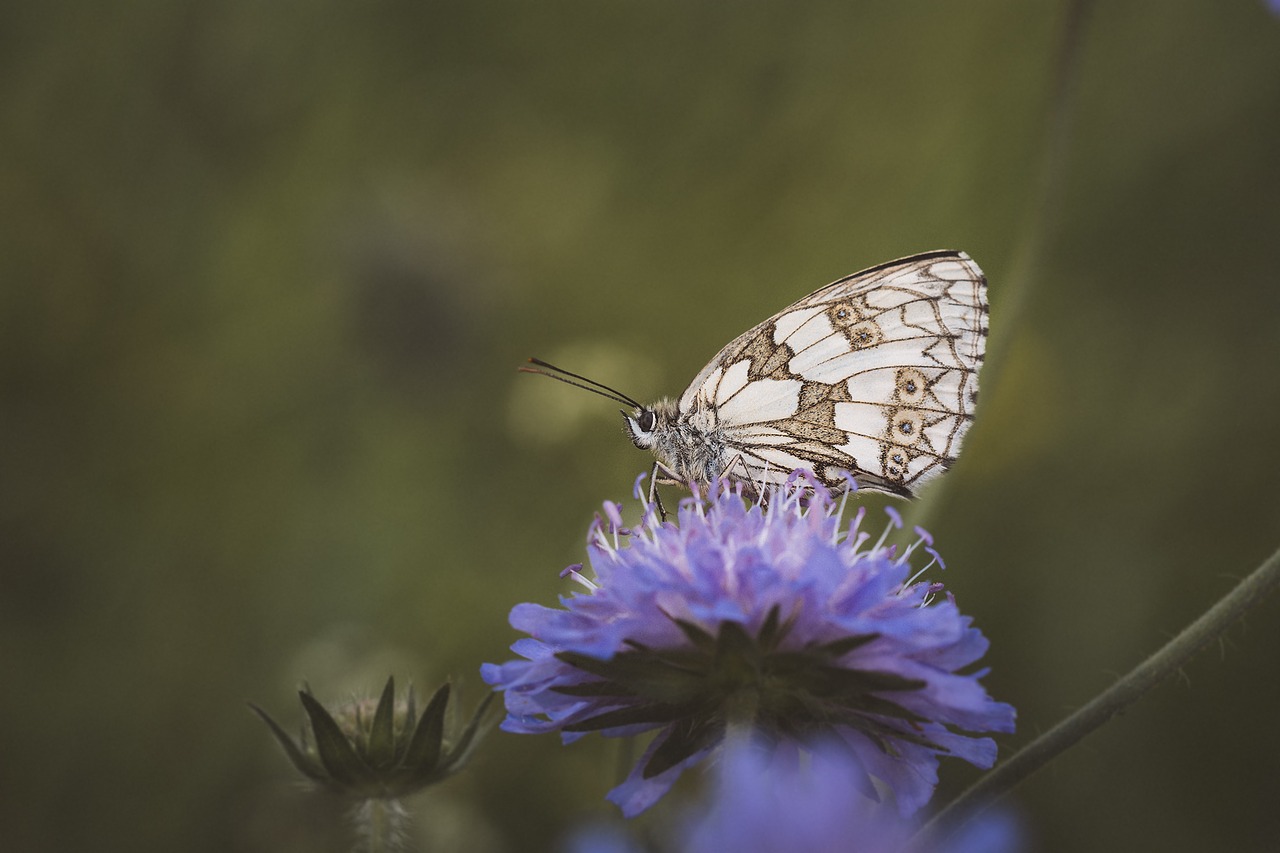 Image - butterfly chess board women s board