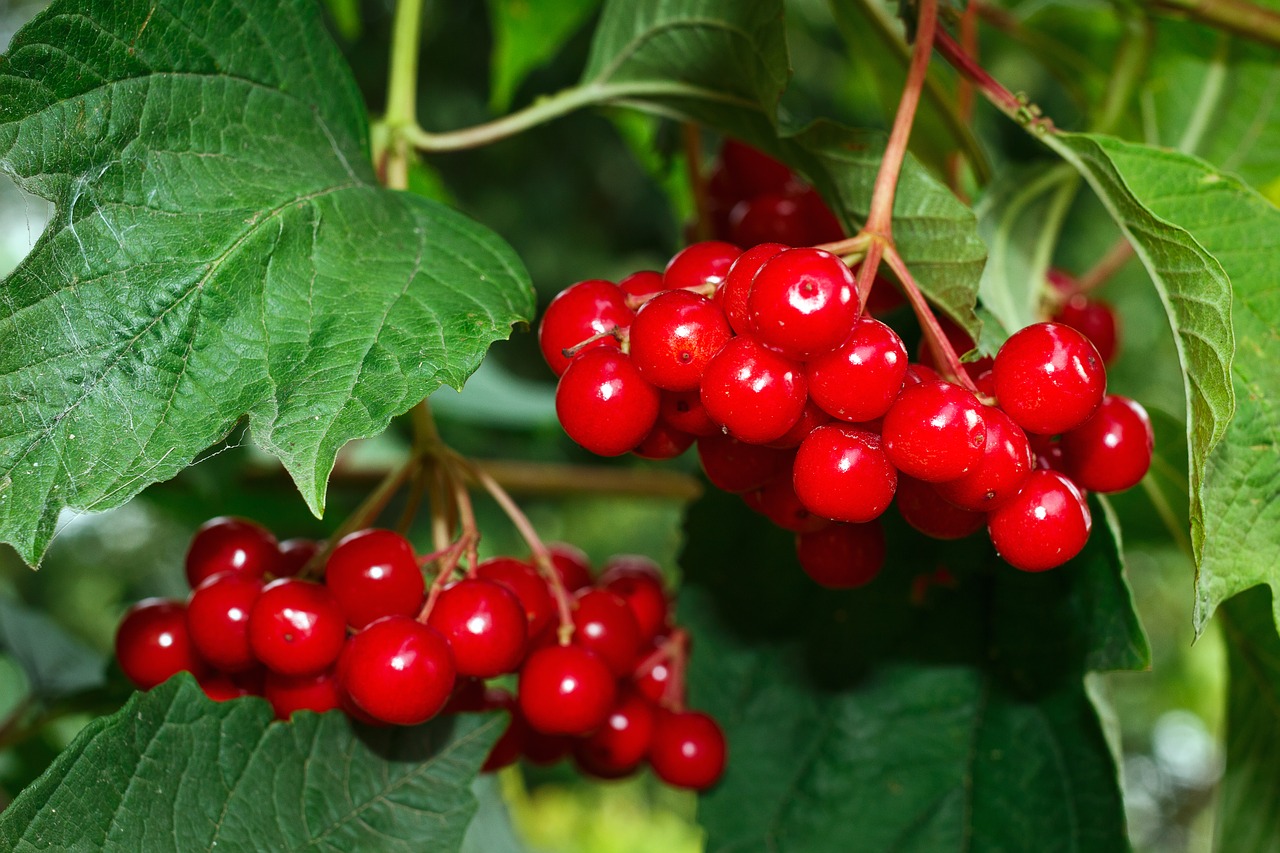 Image - viburnum red shrub plant berry