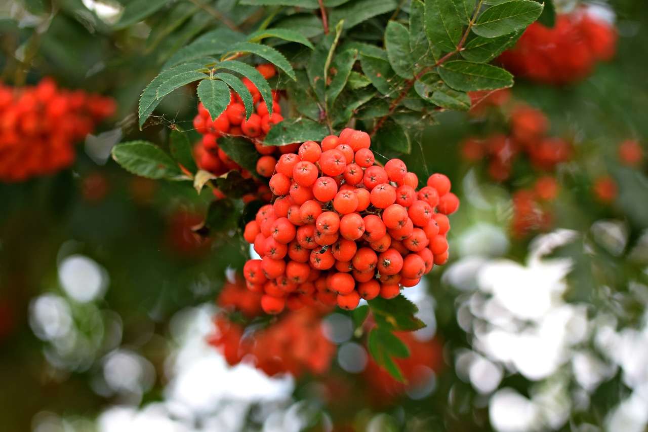 Image - nature berries wild berries rowan