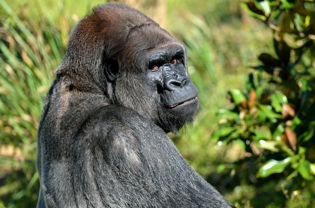 Image - silver back gorilla animal mammal