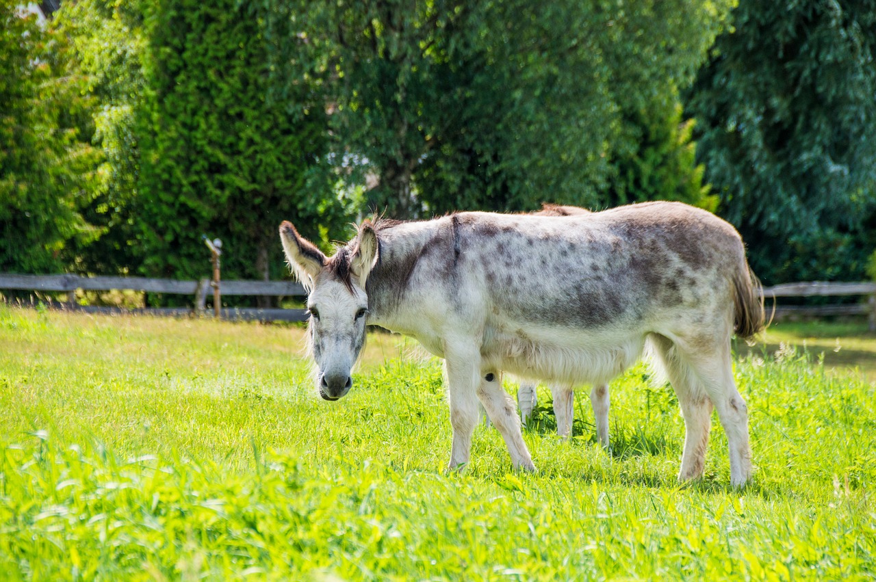 Image - donkey meadow nature