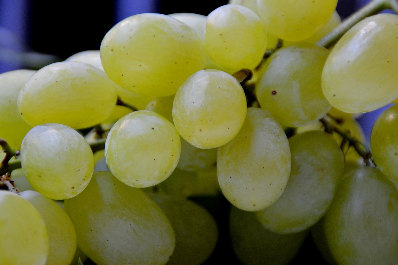 Image - grape grapes handle vine sweet