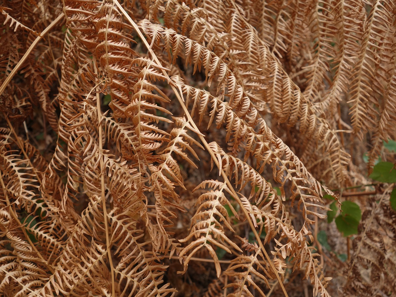 Image - fern dry heat withers wither