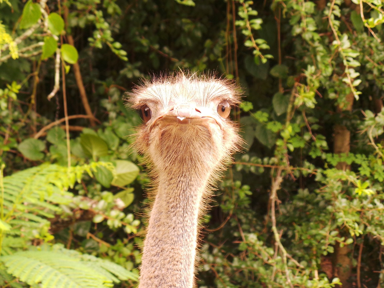 Image - ostrich safari closeup conservation