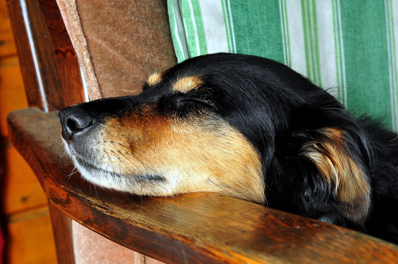 Image - dog dream animal sleeping rest