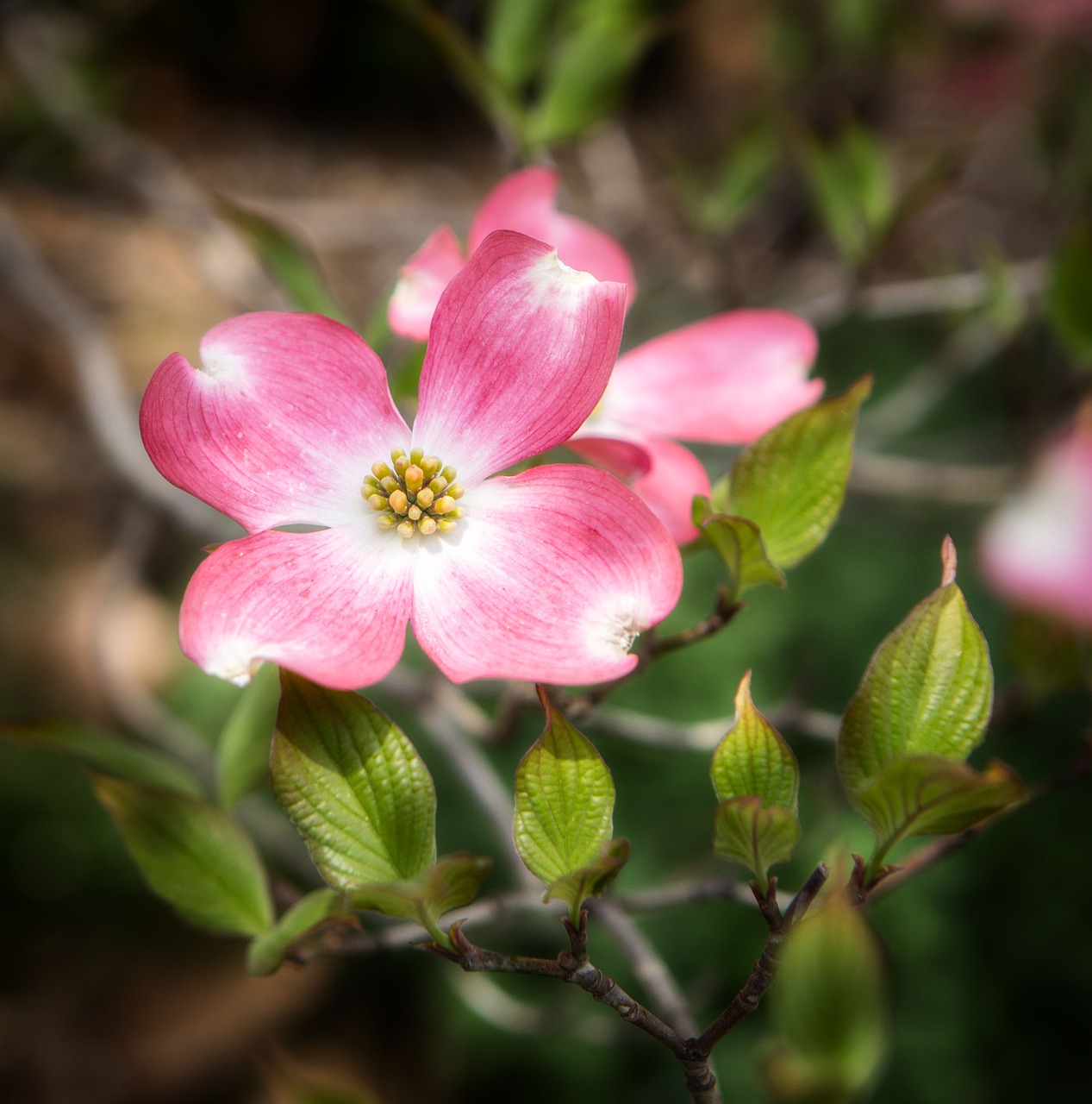 Image - flower dogwood blossom nature tree