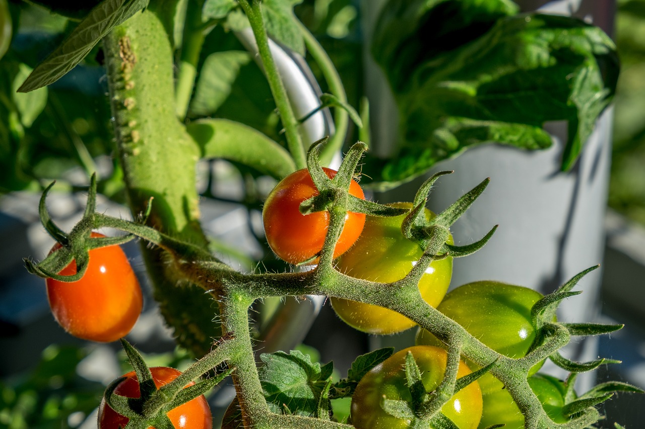 Image - tomato bush garden summer