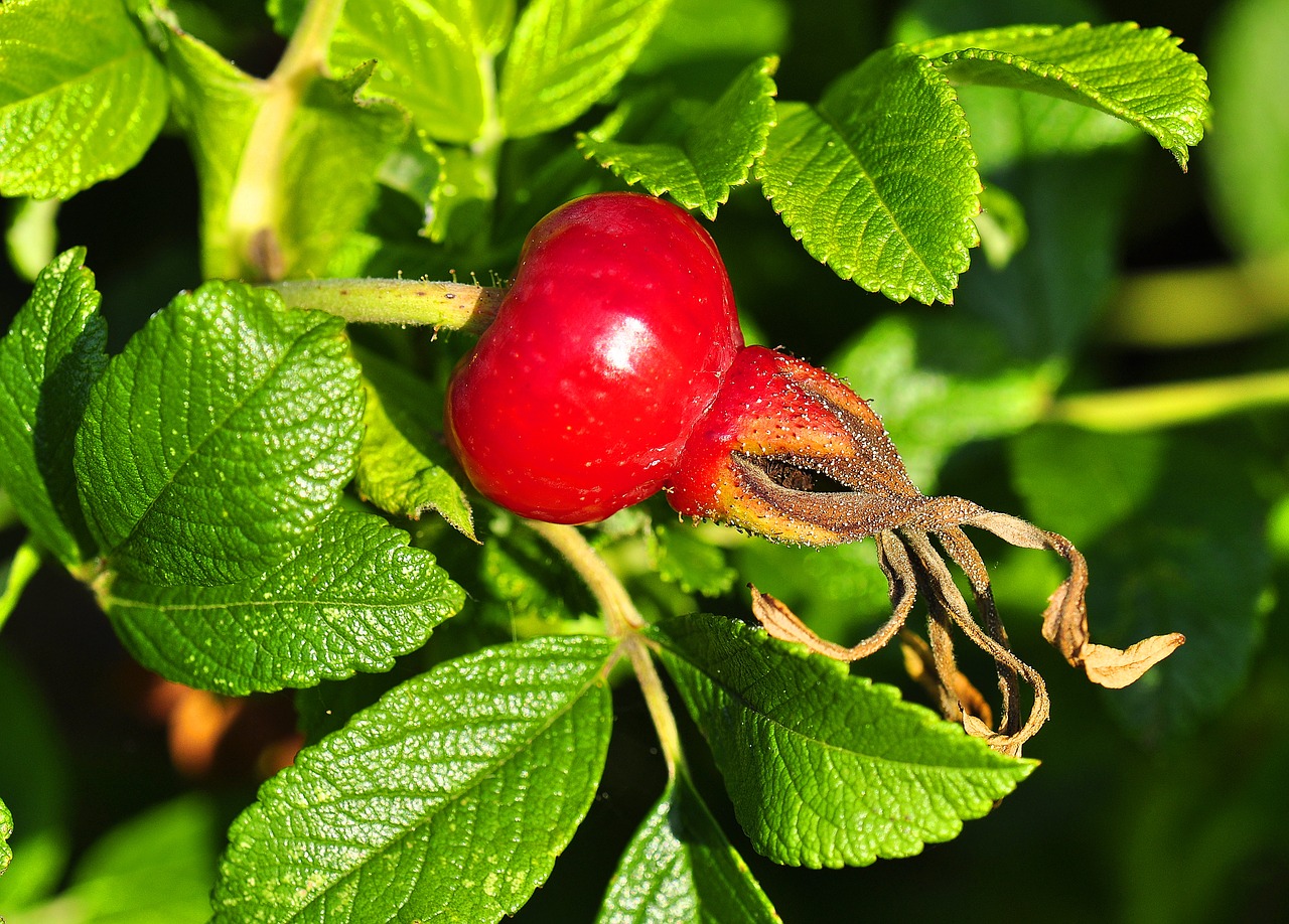 Image - rose fruit rose dining