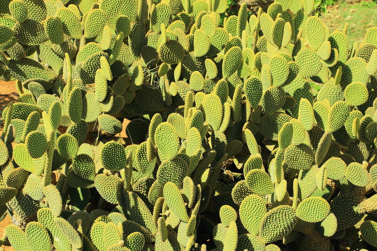 Image - cactus desert prickly dry sting