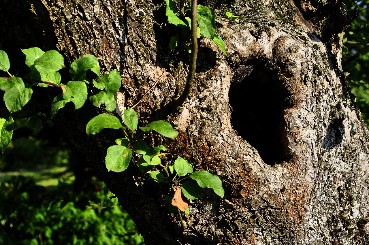 Image - hollow tree the bark