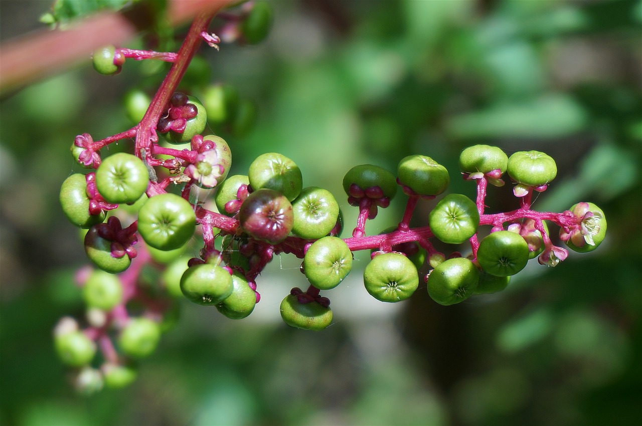 Image - green pokeweed berries berries