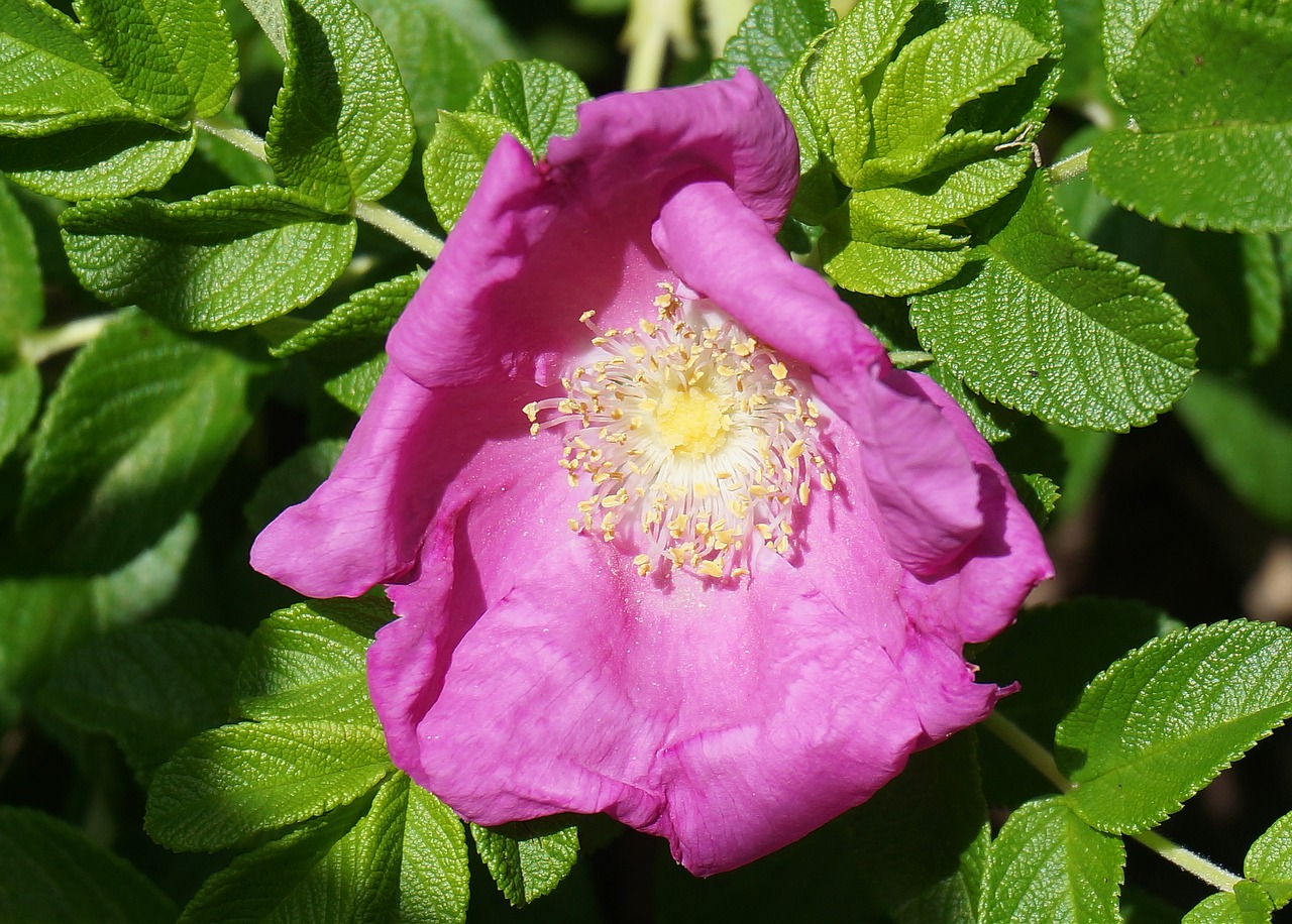 Image - rose rugosa rose flower blossom