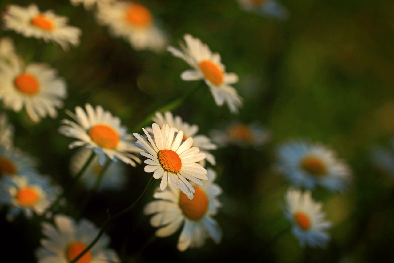 Image - daisies flowers blossom bloom