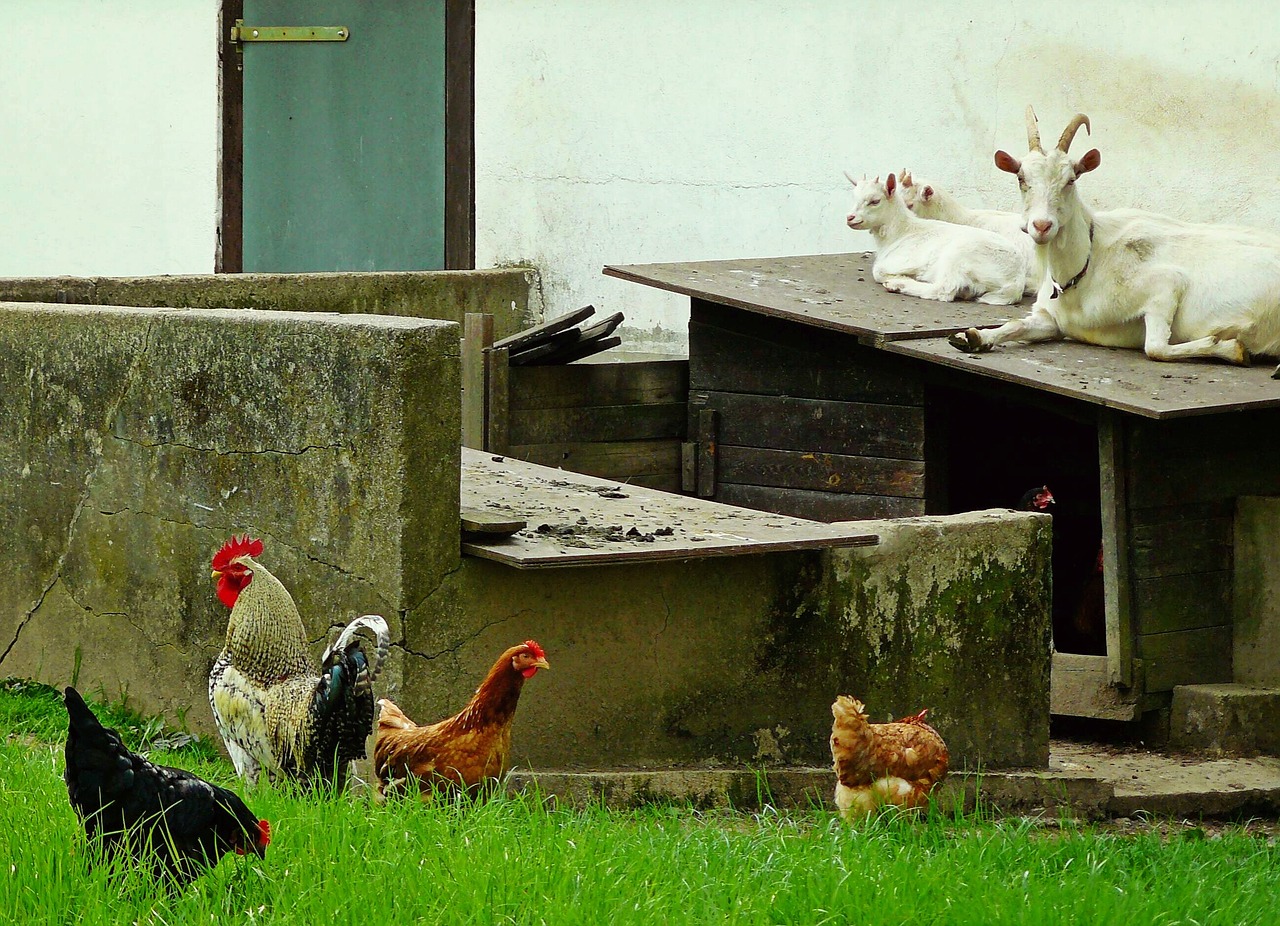 Image - goats chickens animals country life