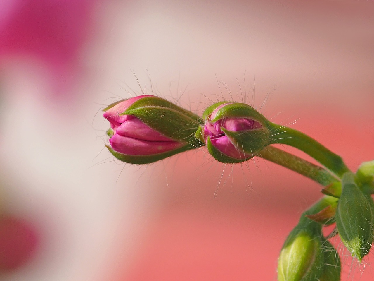 Image - plant nature live