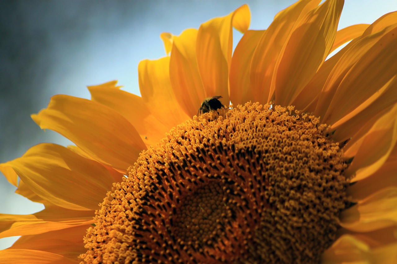 Image - sunflower bee summer sunshine