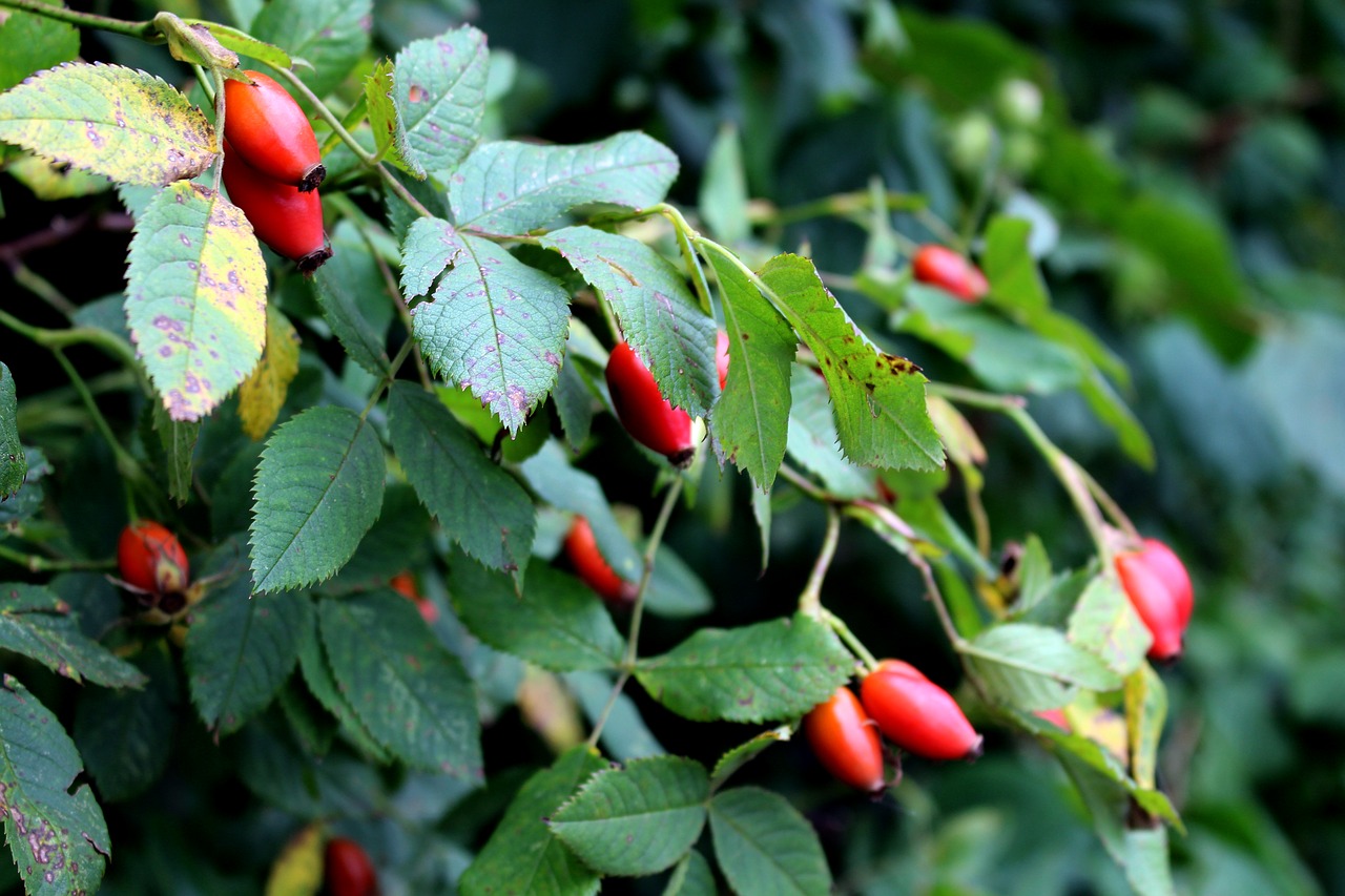 Image - rose hip plant nature fruit red