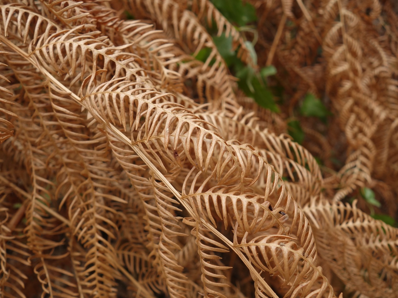 Image - fern dry heat withers wither