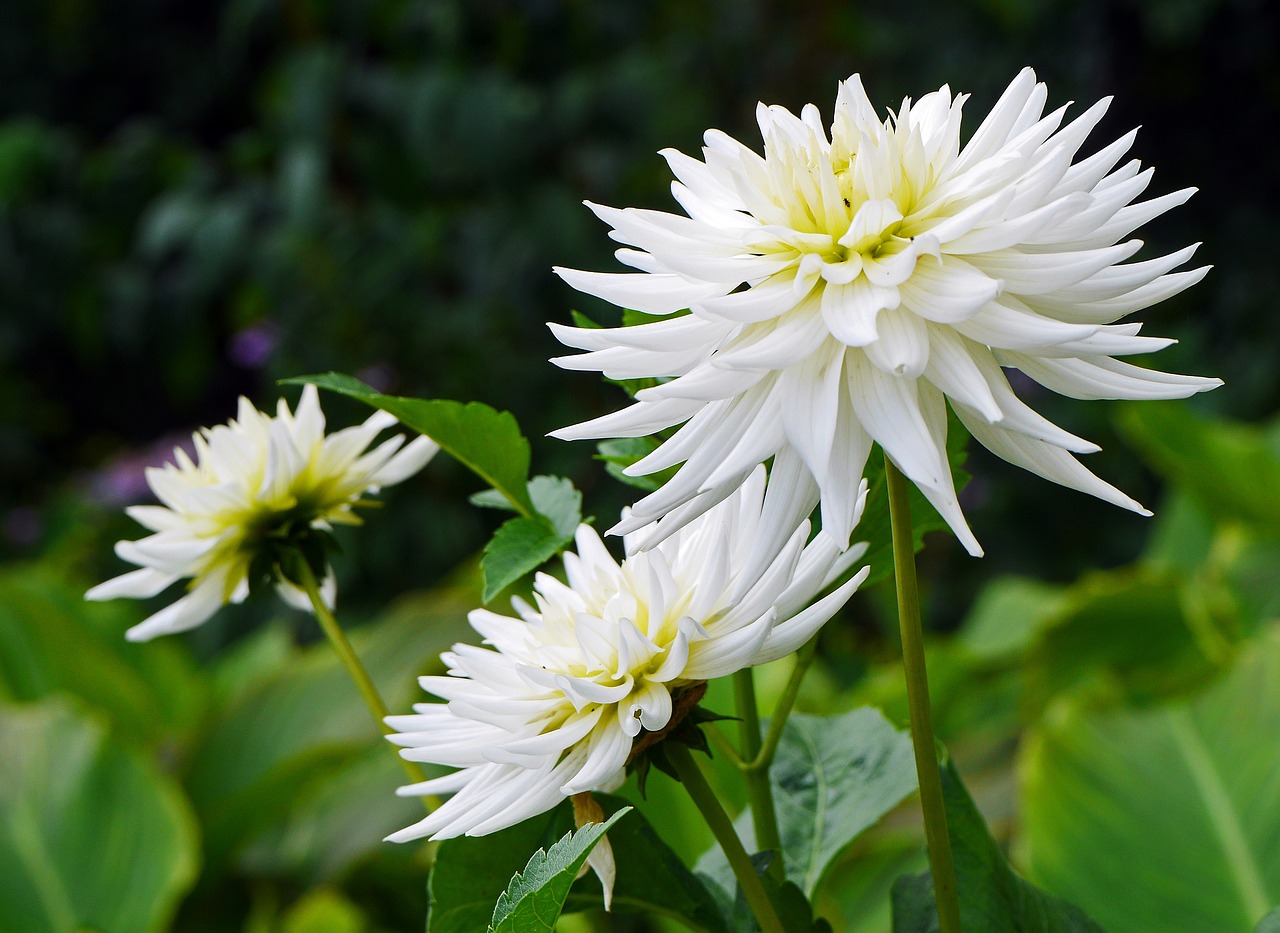 Image - dahlia white late summer lush