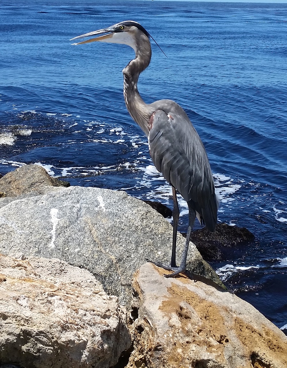 Image - great blue heron bird wildlife