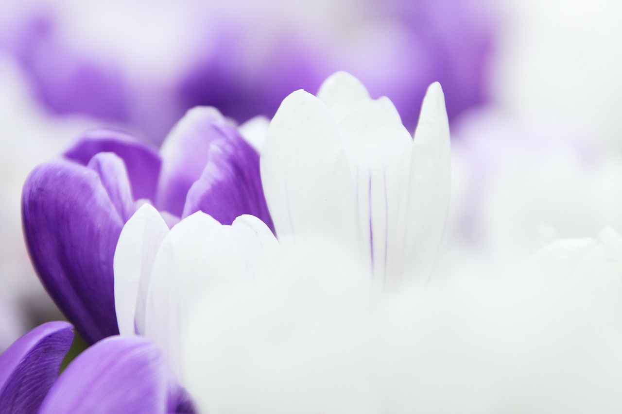 Image - background crocus flower garden
