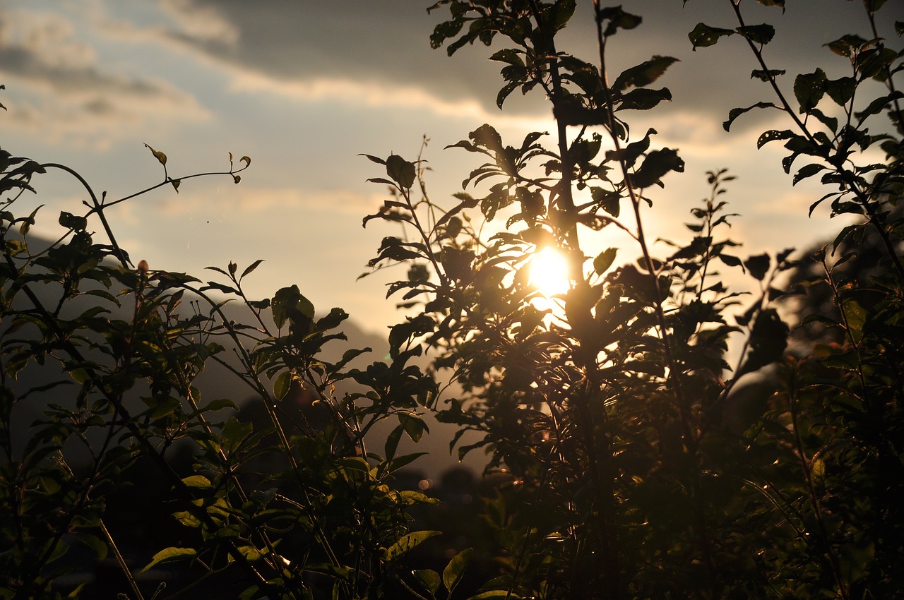 Image - plant sunset shadow sun