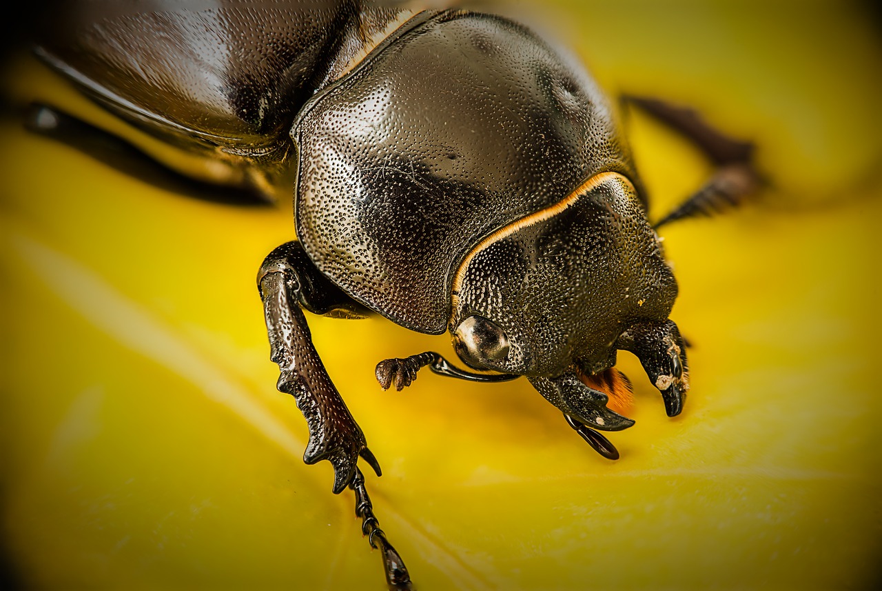 Image - lucane kite female darling beetle