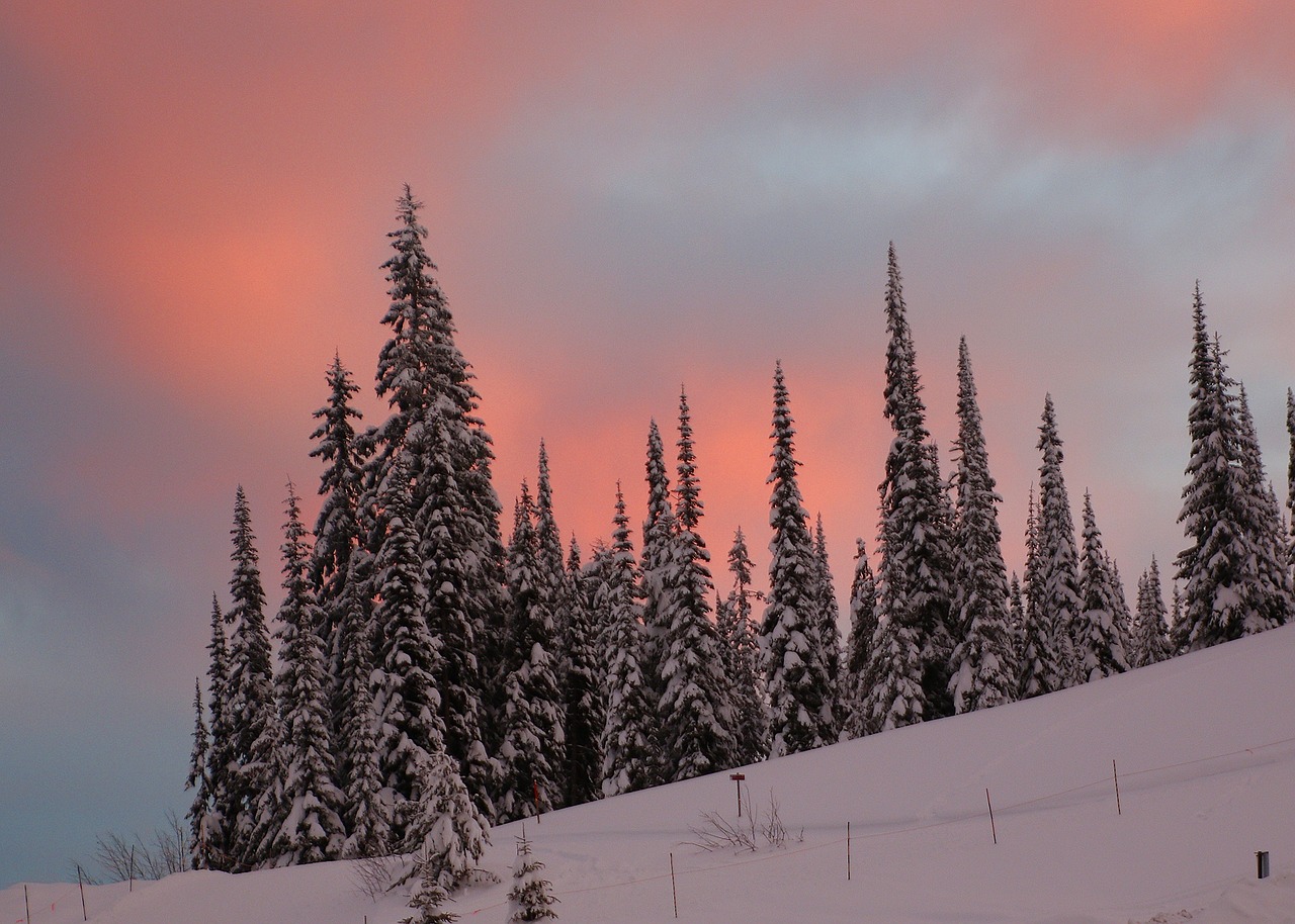 Image - landscape snow scene trees winter