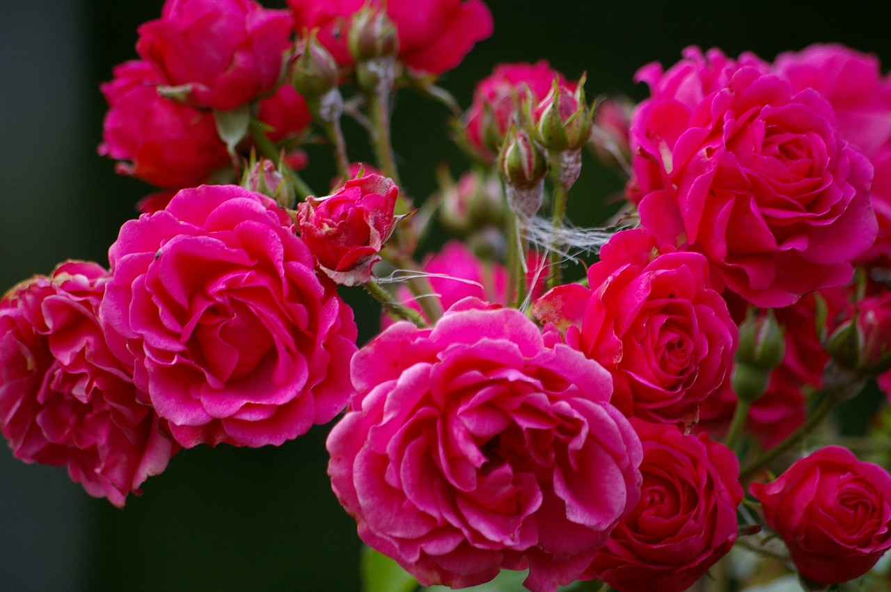 Image - dog rose flower pink