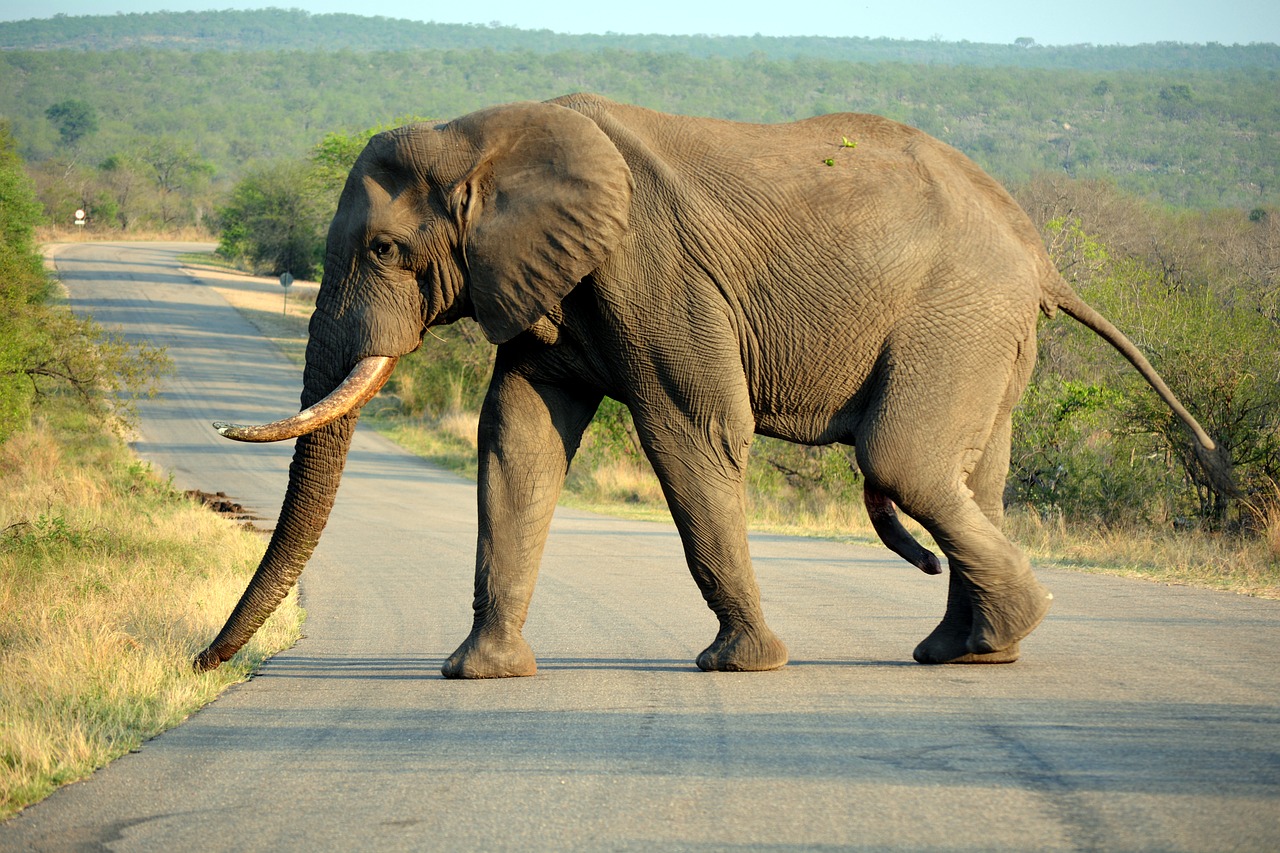 Image - kruger park south africa safari