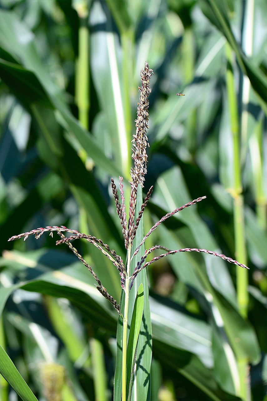 Image - corn stengel flag seeds plant