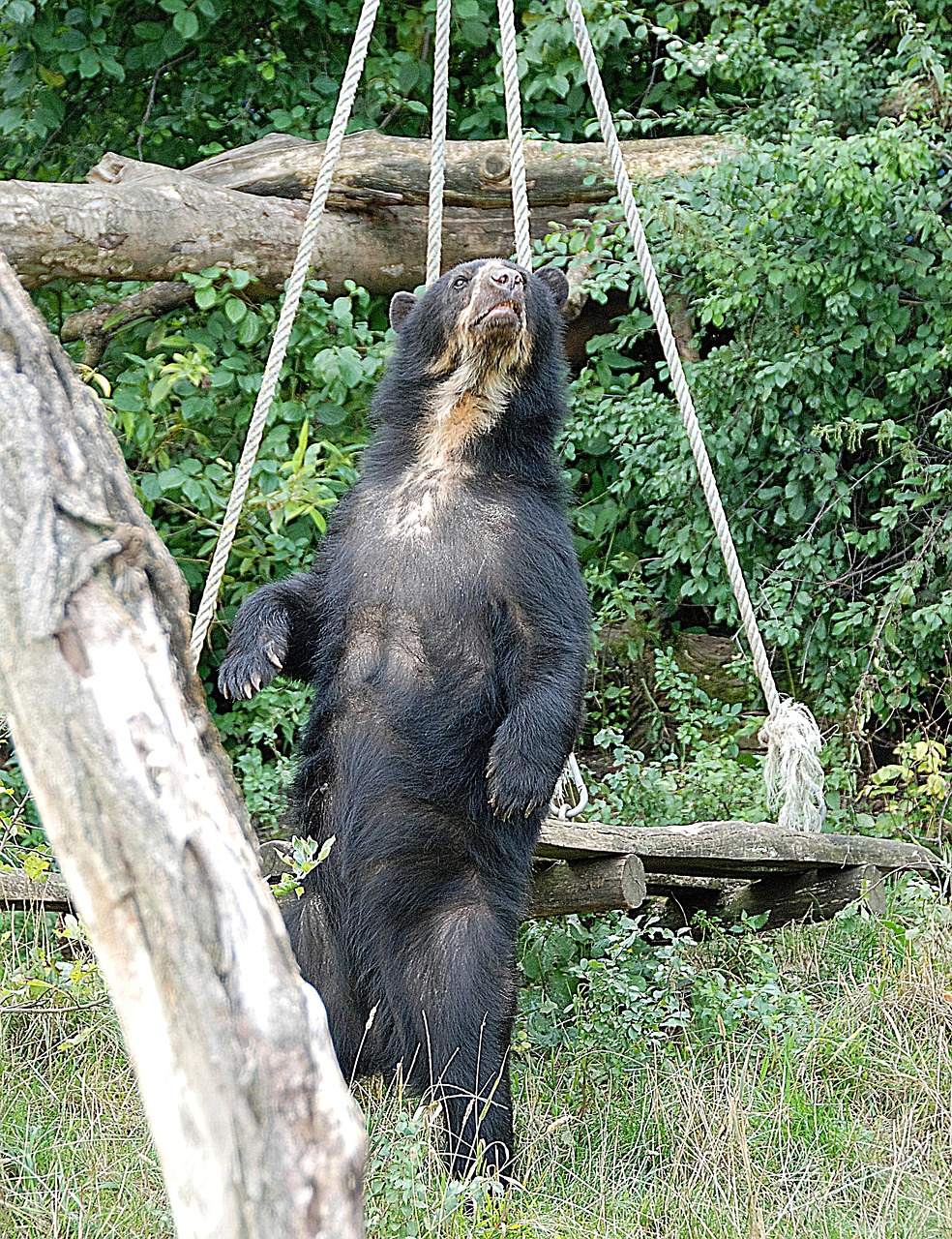 Image - bear spectacled bear zoo enclosure