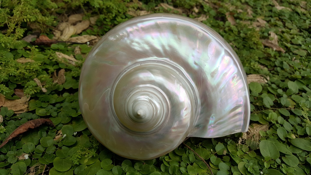 Image - pearl fire oud shells nautilus sea