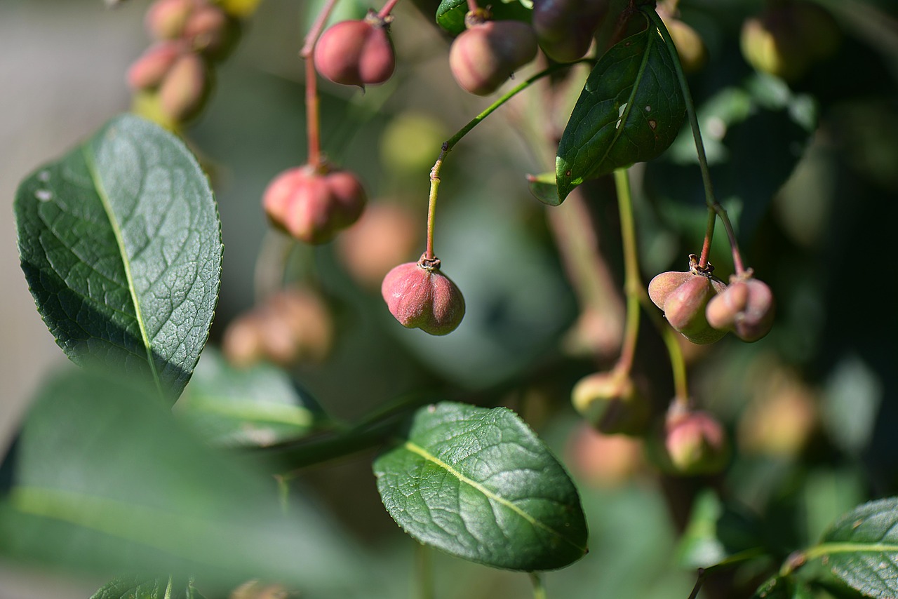 Image - bush spindle fortunei macro nature