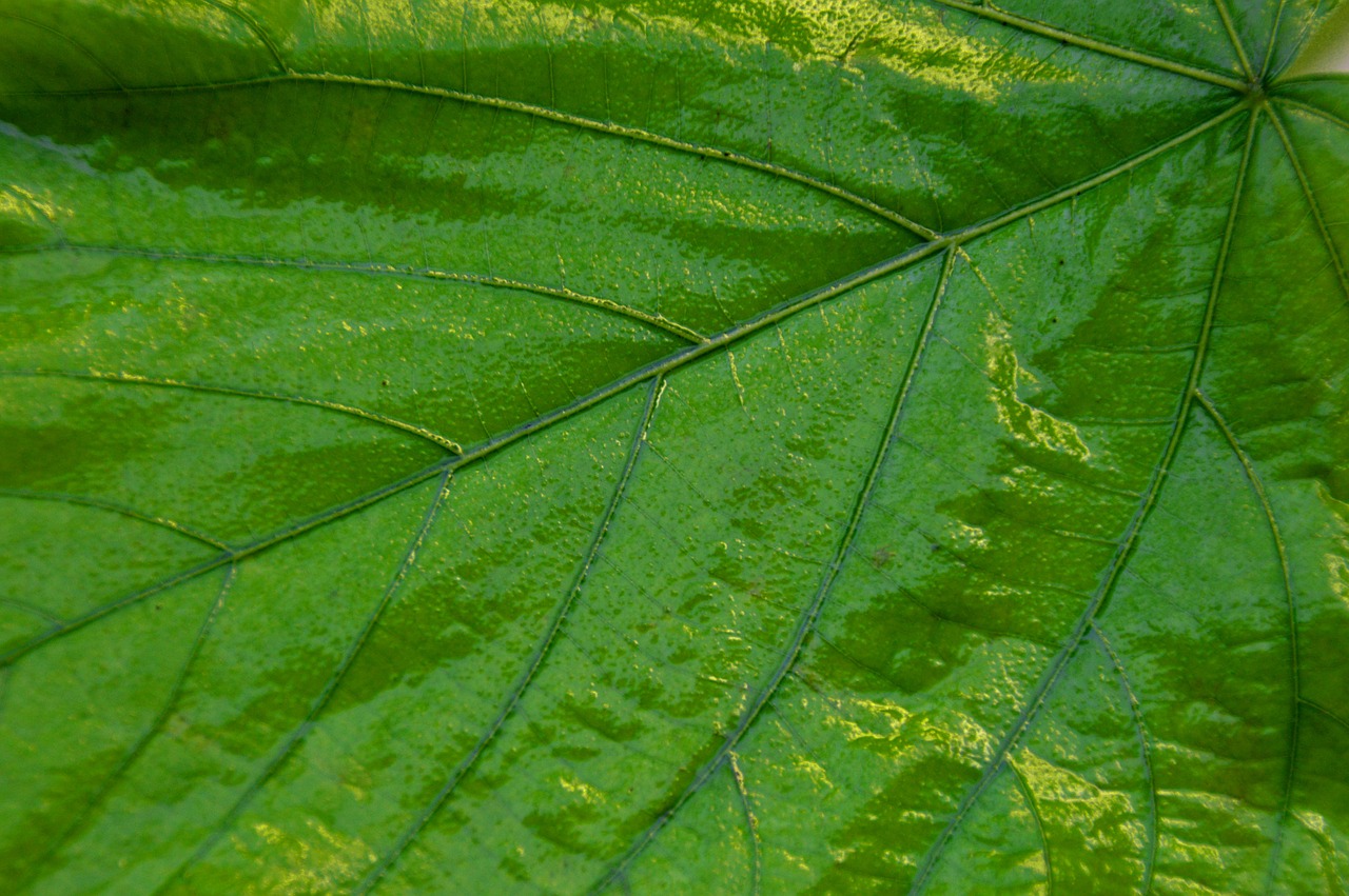 Image - giant leaf leaves green plant