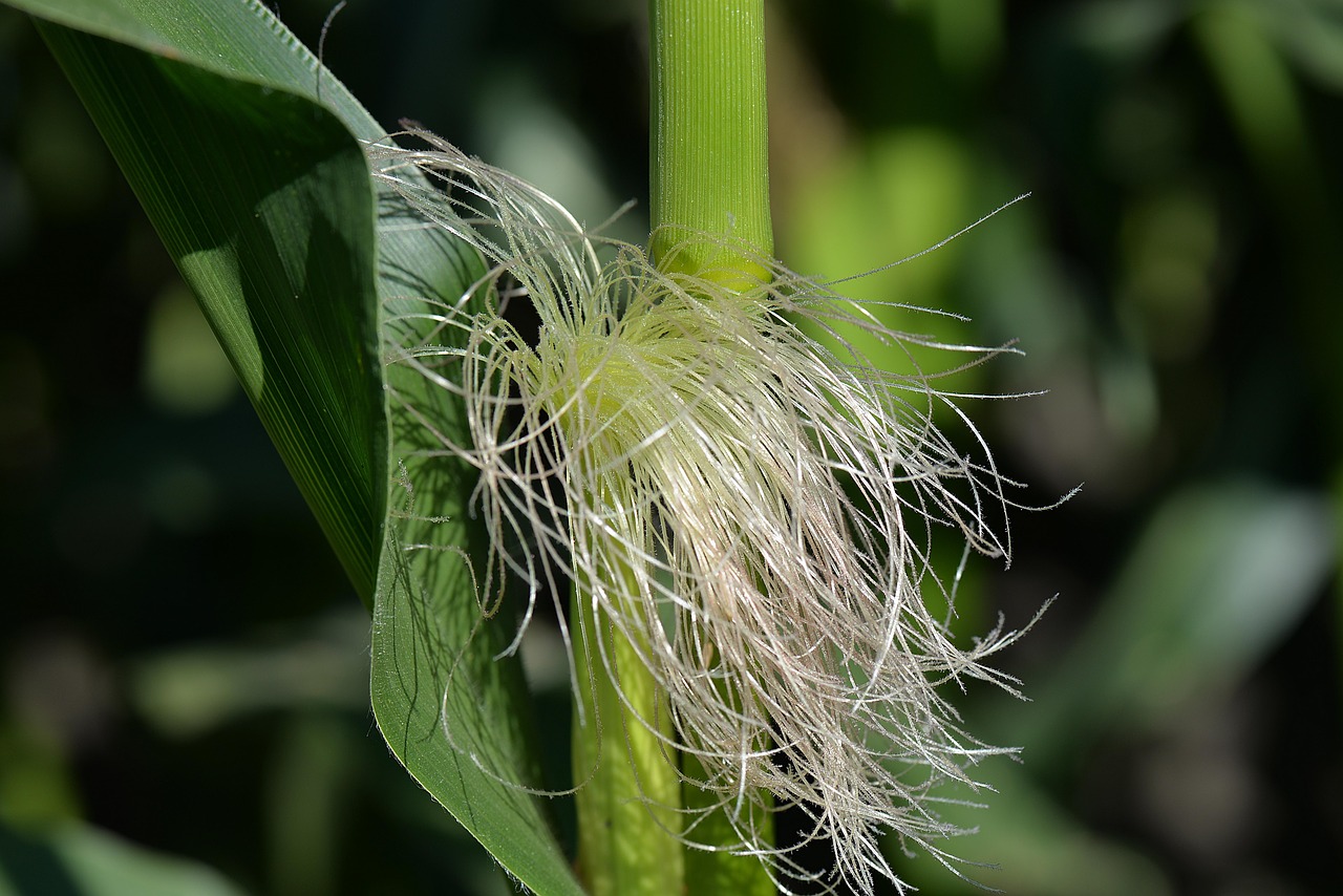Image - corn on the cob hair corn plant