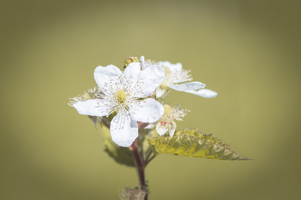 Image - blossom bloom blackberry white