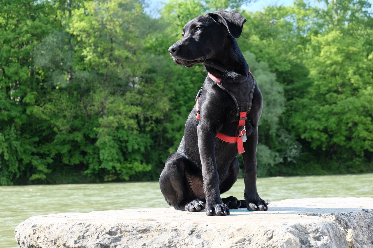 Image - sit stone dog labrador