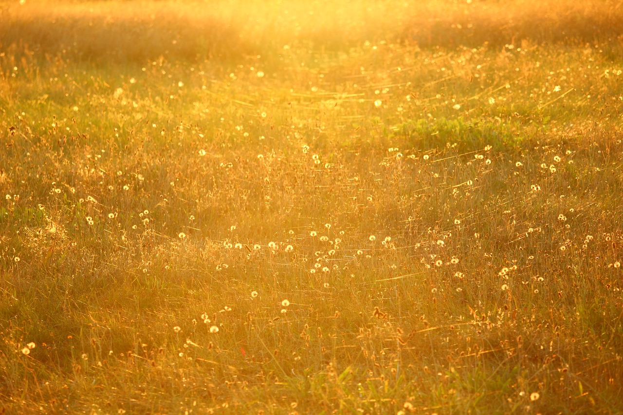 Image - meadow sun spider webs summer