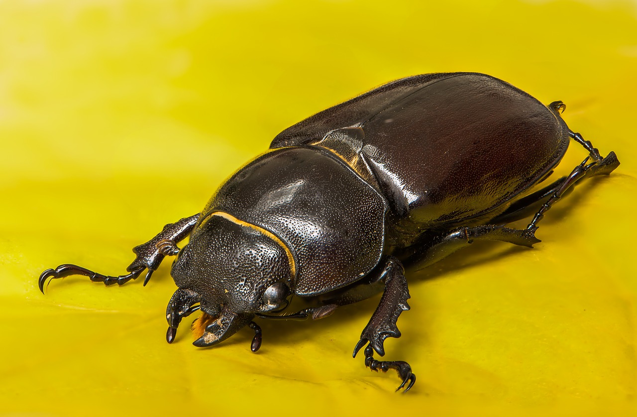 Image - beetle lucane kite female insect