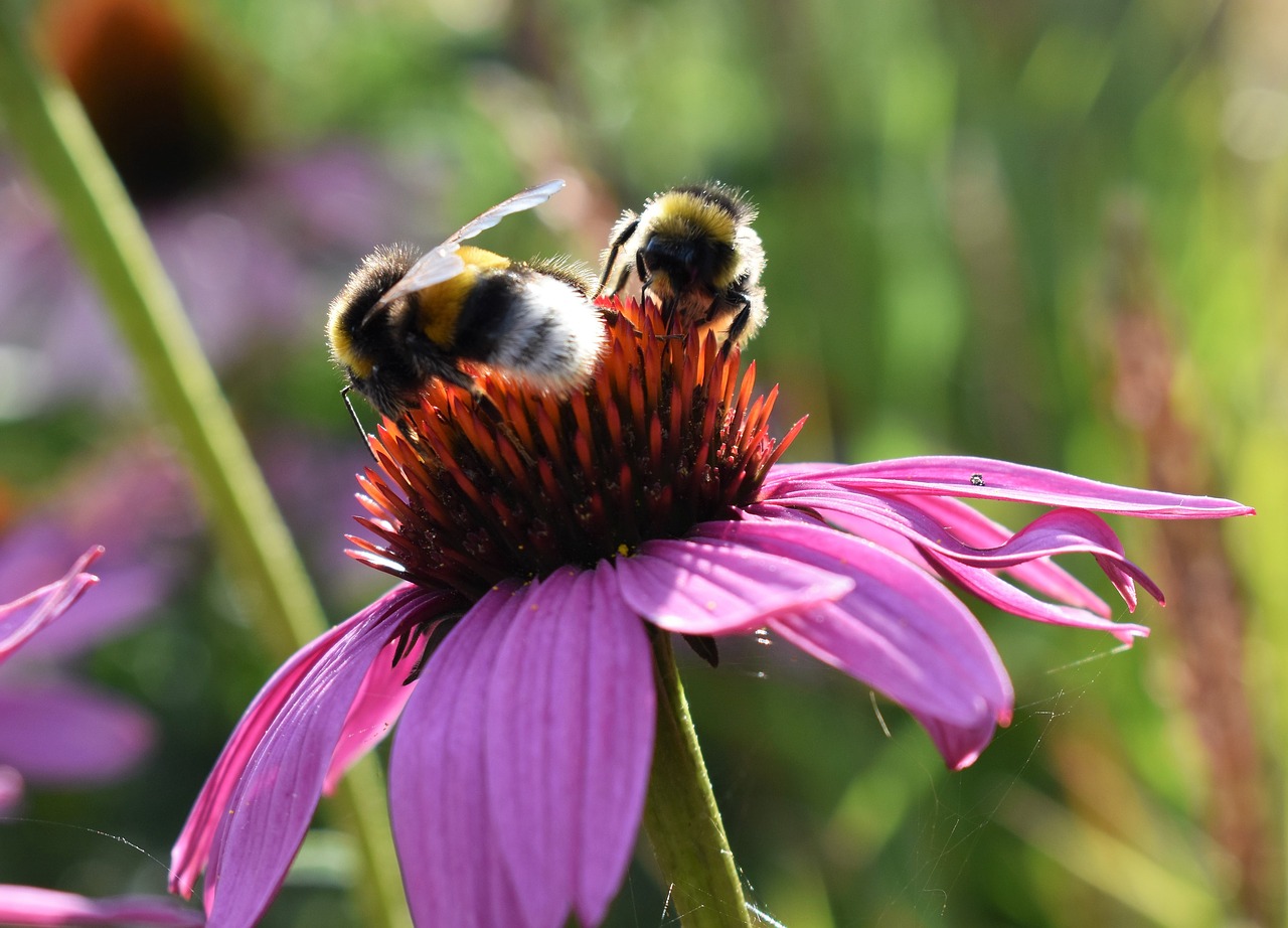 Image - flower pink bumblebees summer