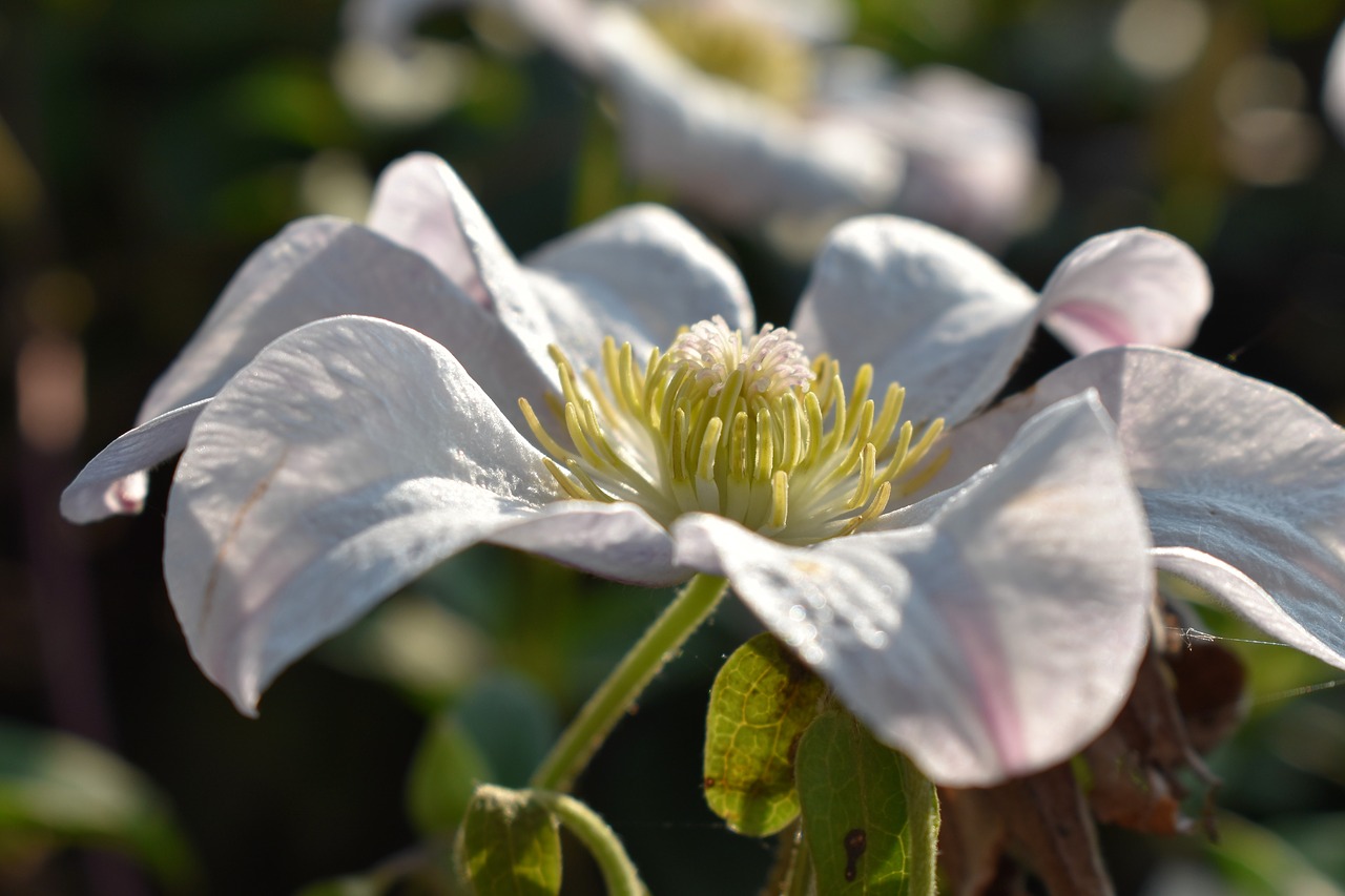 Image - clematis flower summer white