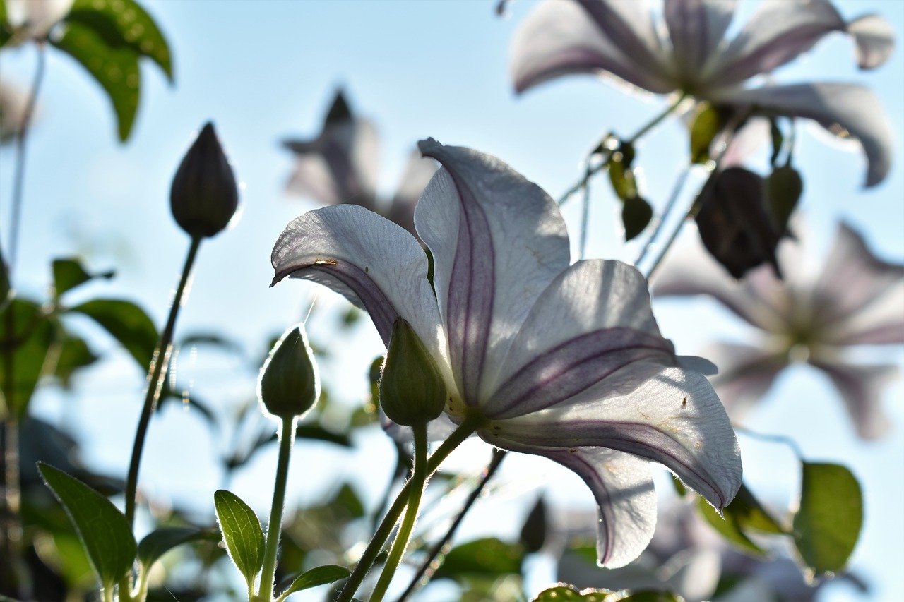 Image - clematis nature plant flower pink