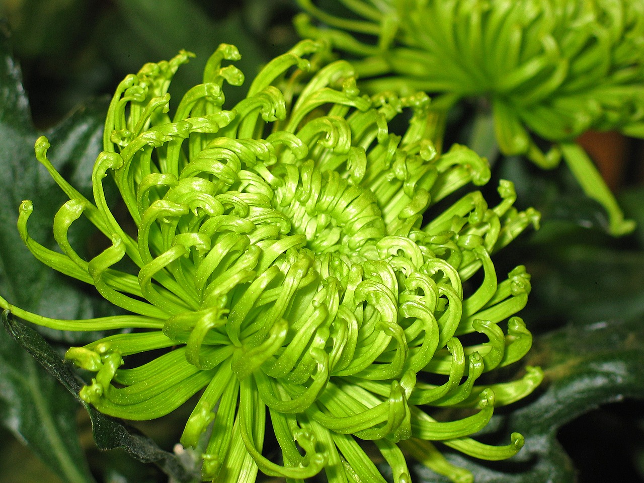 Image - chrysanthemums flowers plant